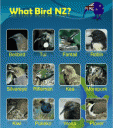 WhatBirdNZ