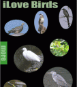 iLove Birds