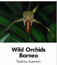 WIld Orchids