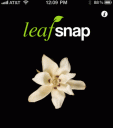 Leafsnap